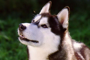 Psy mogą czytać na osobach